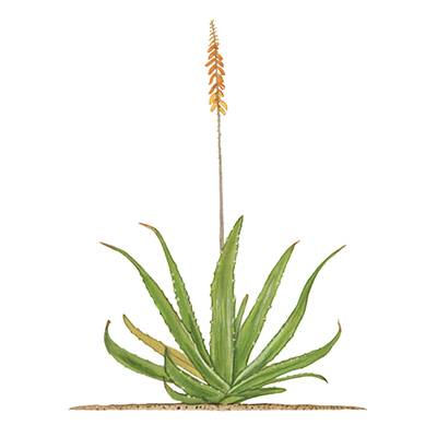 Aloe Vera Plant Image
